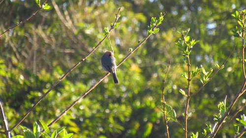 Cinnamon Tanager (Schistochlamys ruficapillus), photo 7