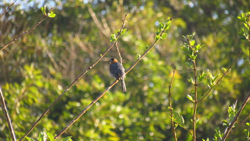Cinnamon Tanager (Schistochlamys ruficapillus), photo 6