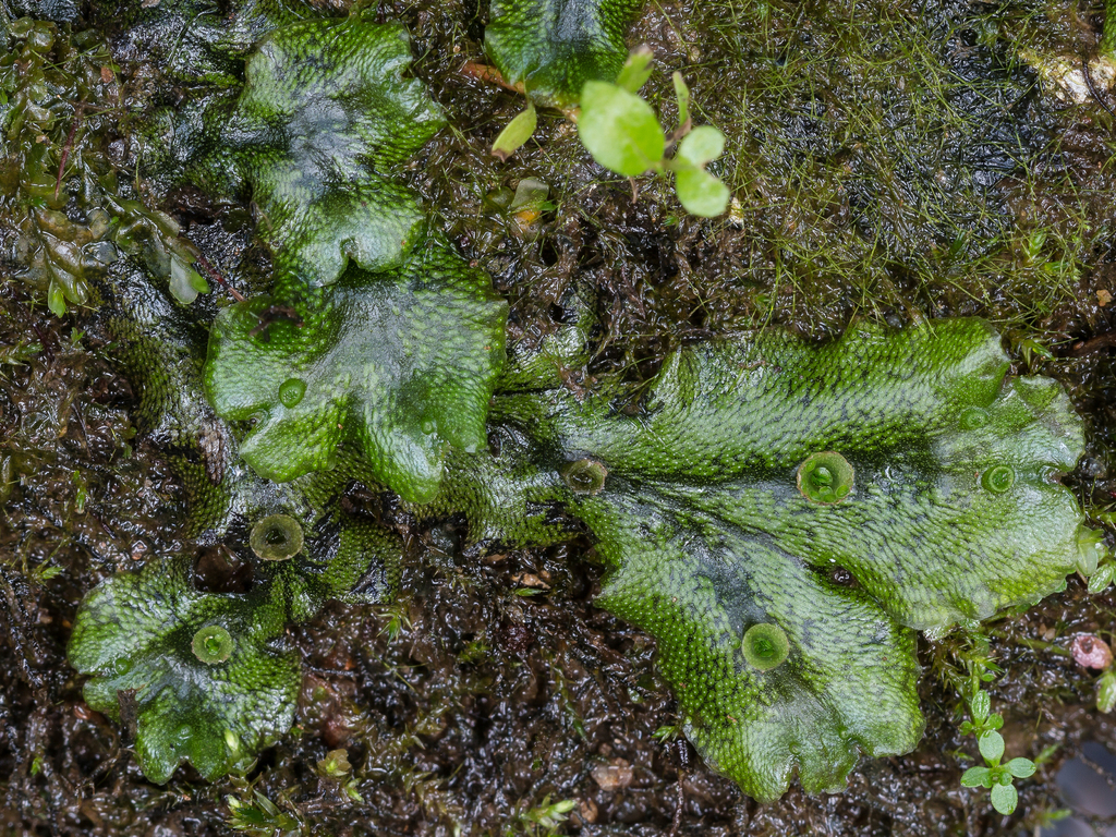 Common Liverwort from г. Первоуральск, Свердловская обл., Россия on