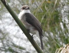Muscicapa aquatica