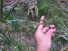 Sorghastrum elliottii