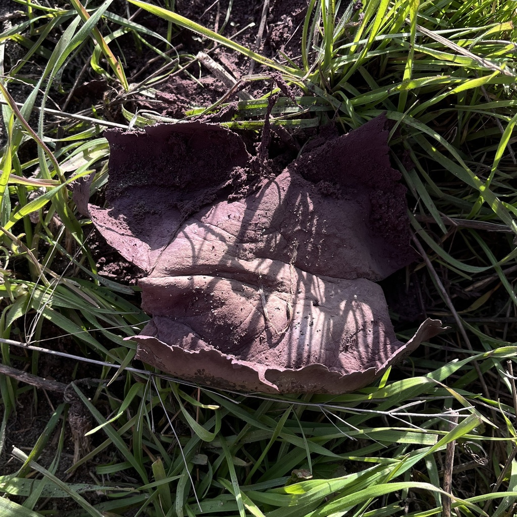 Calvatia cyathiformis · June 2025 · photo: © cristianriquelme (iNaturalist, cc-by)