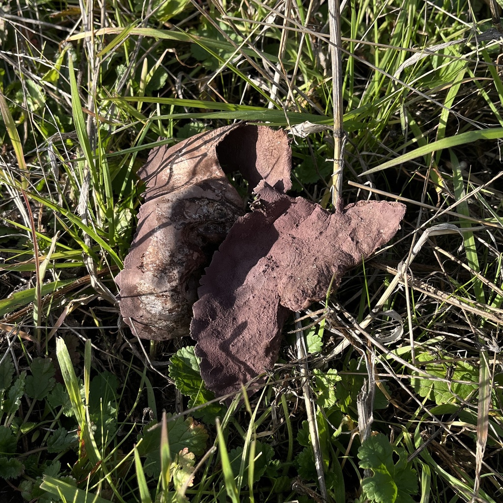Calvatia cyathiformis · June 2025 · photo: © cristianriquelme (iNaturalist, cc-by)