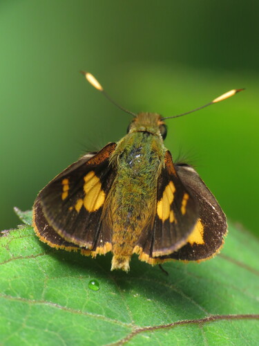 Buzyges idothea