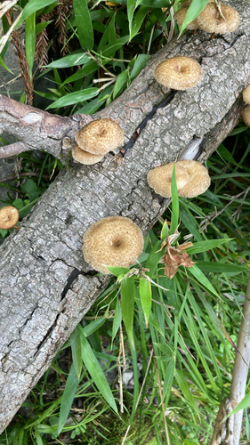 Lentinus arcularius