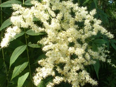 Sorbaria tomentosa