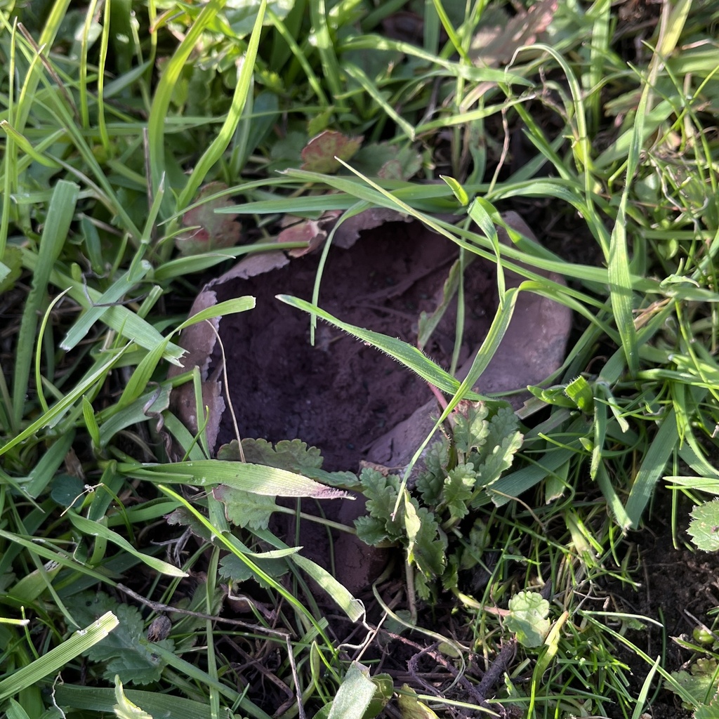 Calvatia cyathiformis · June 2025 · photo: © cristianriquelme (iNaturalist, cc-by)