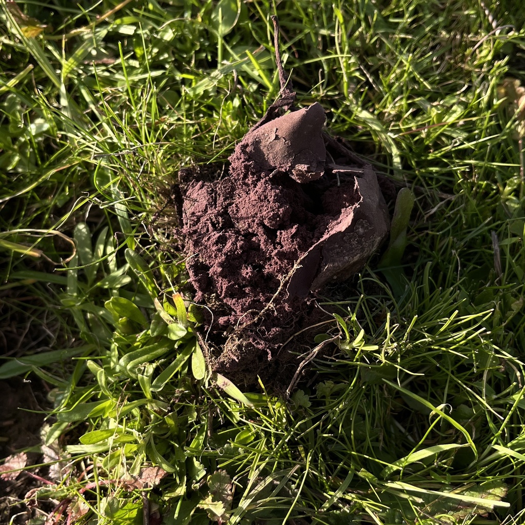 Calvatia cyathiformis · June 2025 · photo: © cristianriquelme (iNaturalist, cc-by)