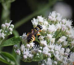 Ectemnius decemmaculatus