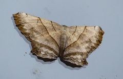 Dalima truncataria