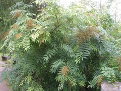 Sorbaria tomentosa