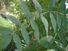 Sorbaria tomentosa