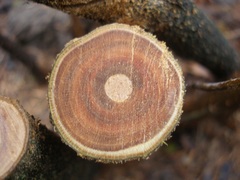 Sorbaria tomentosa