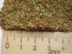 Sorbaria tomentosa