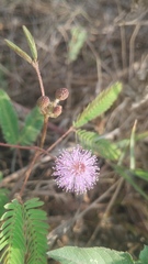 Mimosa pudica