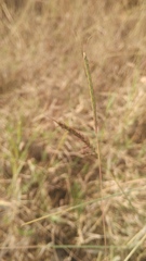 Poaceae