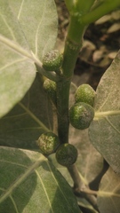 Ficus septica