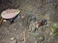 De Silva's Rough-Side Snake photo 2