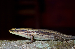 Eutropis austini