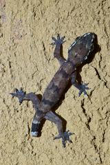 Hemidactylus depressus