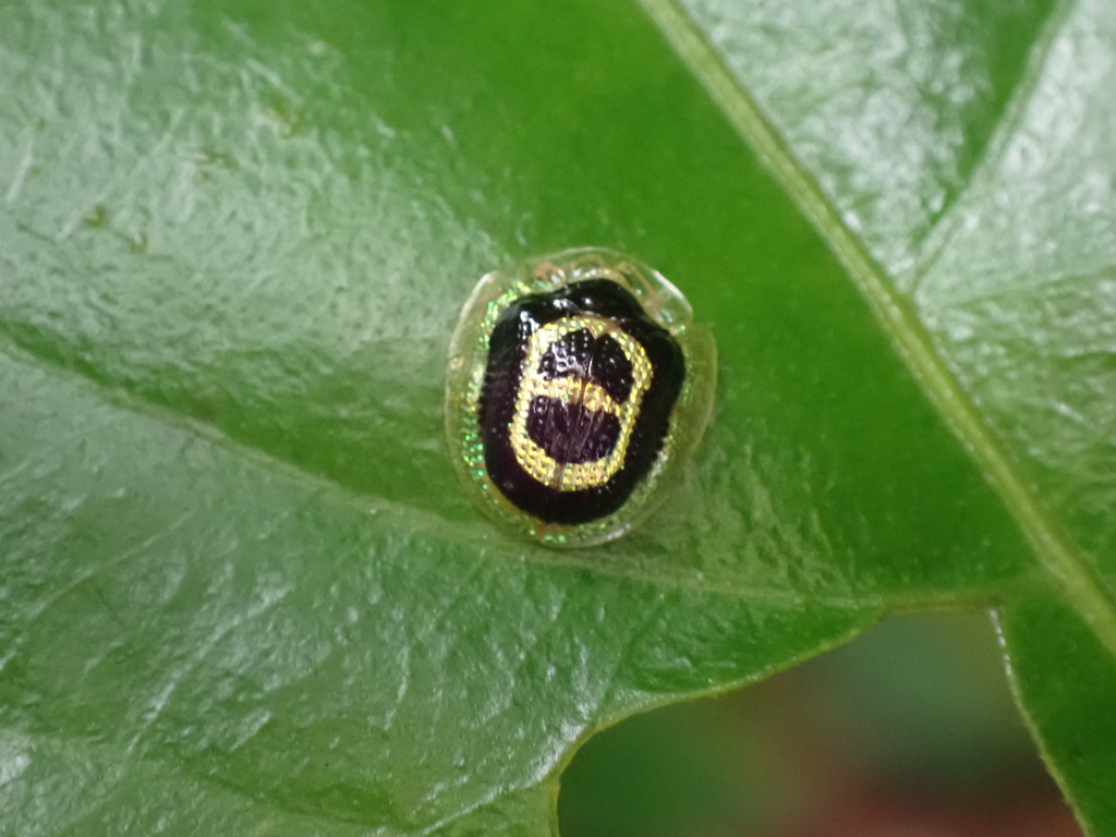 Microctenochira discrepans