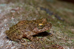 Pseudophilautus cavirostris
