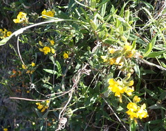 Rhynchosia chrysoscias