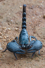 Srilankametrus indus