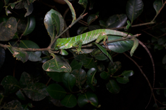Calotes pethiyagodai