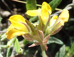 Rhynchosia chrysoscias