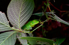 Calotes pethiyagodai