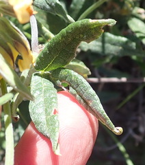 Rhynchosia chrysoscias