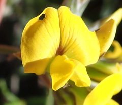 Rhynchosia chrysoscias