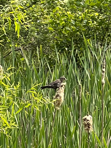 Red-winged Blackbird