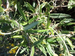 Rhynchosia chrysoscias