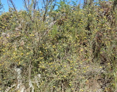 Rhynchosia chrysoscias