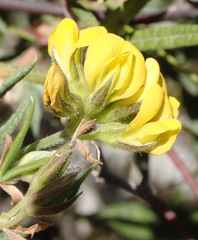 Rhynchosia chrysoscias