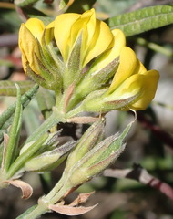 Rhynchosia chrysoscias