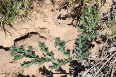 Pelargonium radulifolium