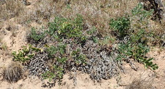 Pelargonium radulifolium
