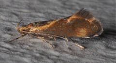 Metalampra