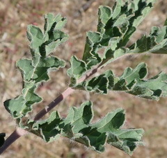 Pelargonium radulifolium