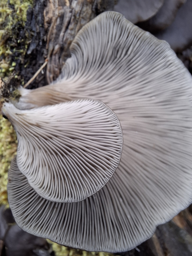 Pleurotus purpureo-olivaceus · June 2025 · photo: © armillariabianca (iNaturalist, cc0)