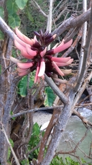 Erythrina pallida