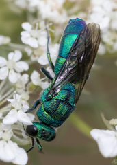 Chrysis cessata