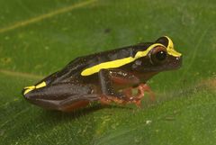 Dendropsophus bifurcus