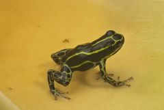 Ranitomeya variabilis