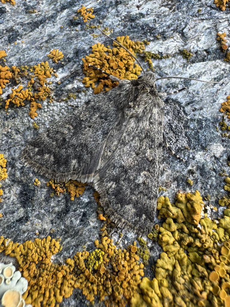 Dichagyris caucasica