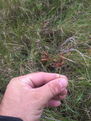 Fimbristylis caroliniana