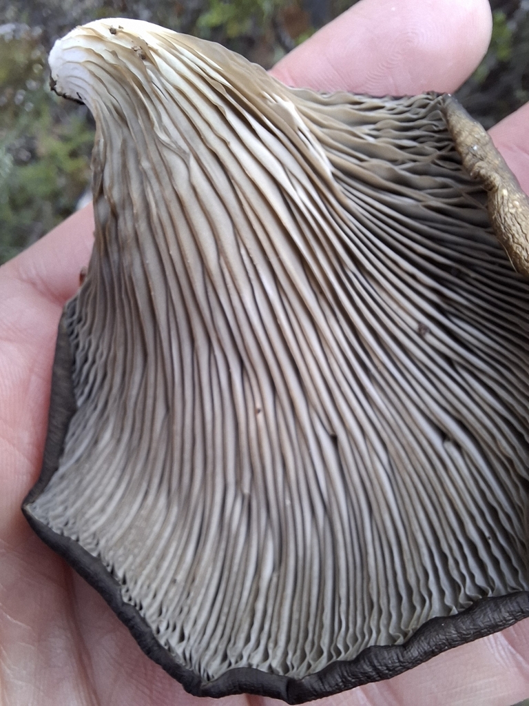 Pleurotus purpureo-olivaceus · June 2025 · photo: © armillariabianca (iNaturalist, cc0)